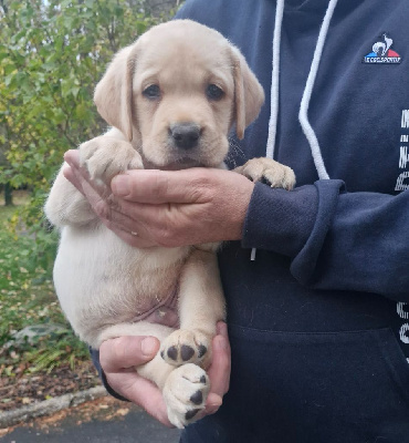 Les chiots de Labrador Retriever