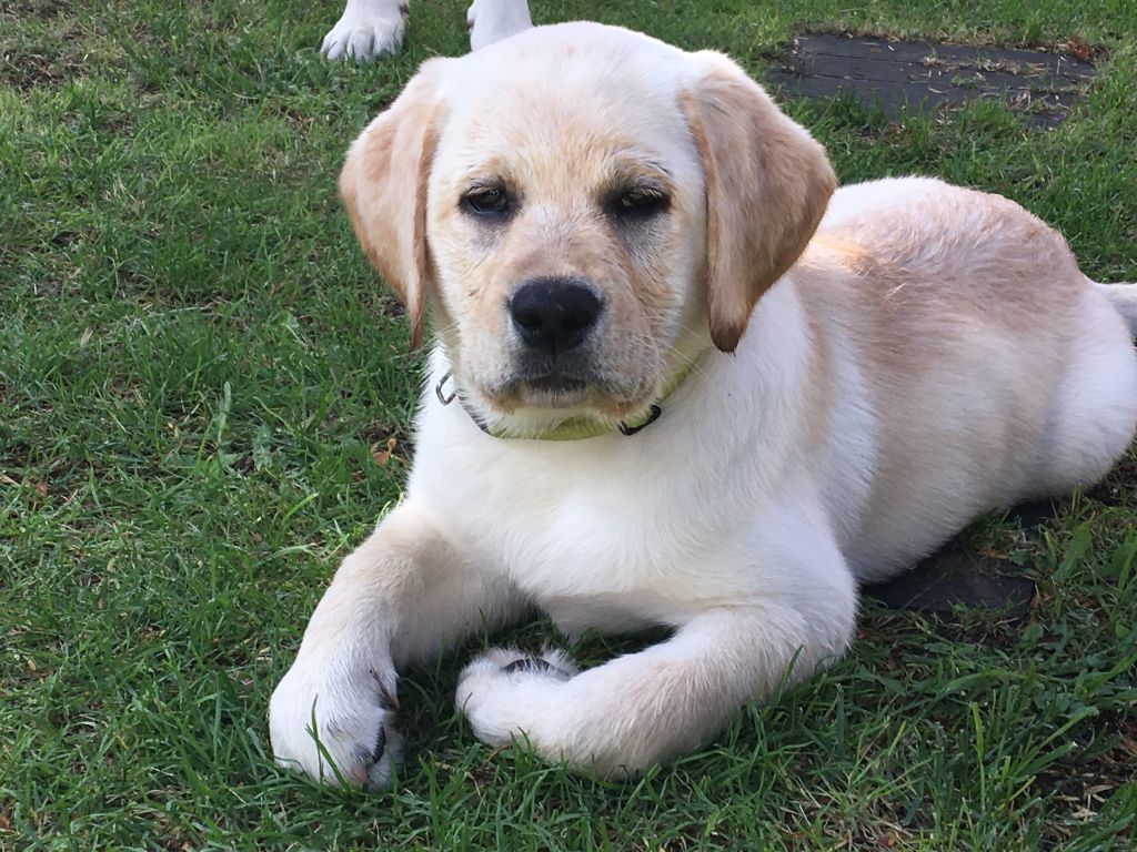 Accueil Elevage Labradors En Lorraine Des Selkies O Naiade Elevage Labrador Retriever En Moselle Grand Est