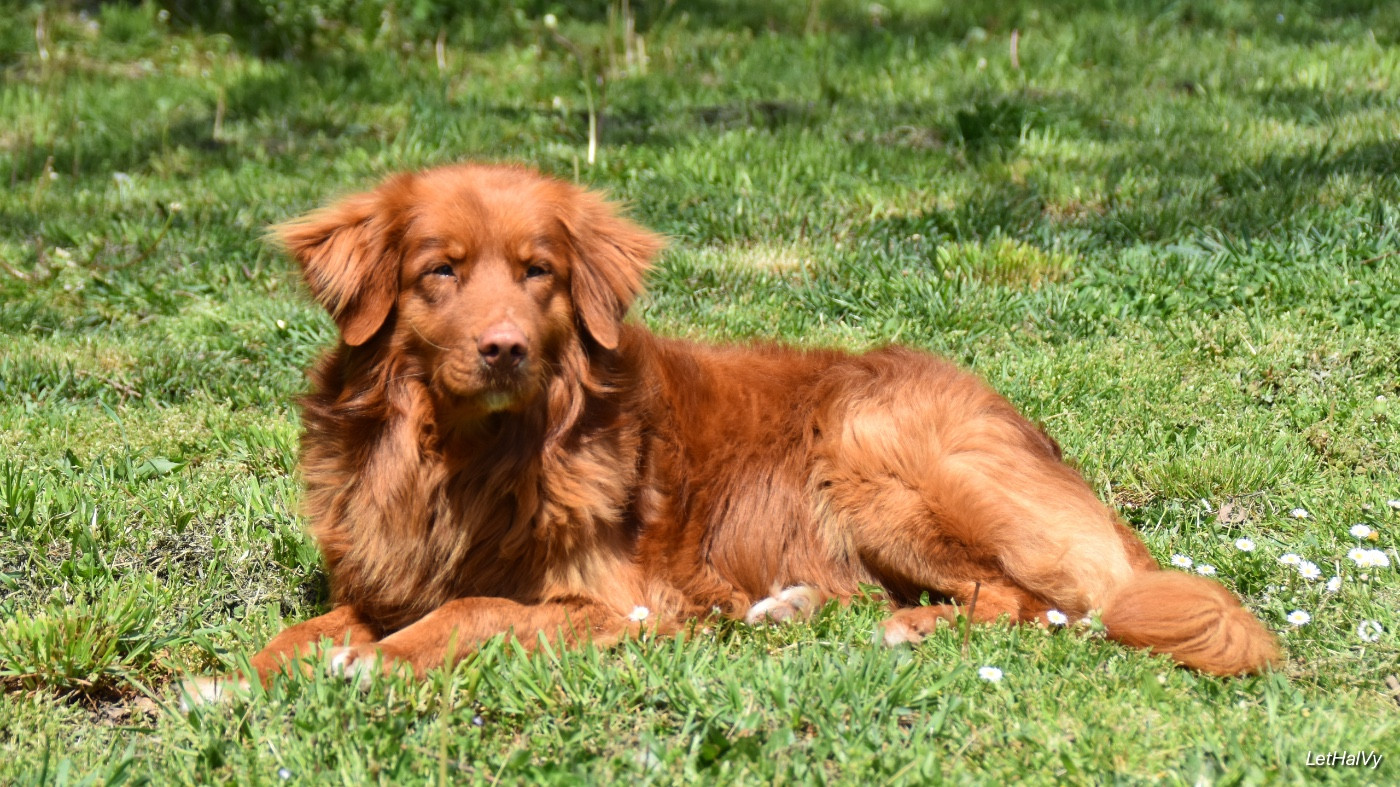 Duckinson Red fox