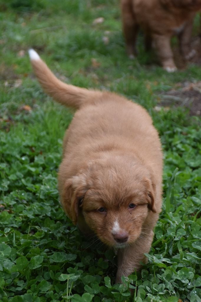 Chiot Retriever de la NouvelleEcosse AVA de L' Australia's Tribu — free download