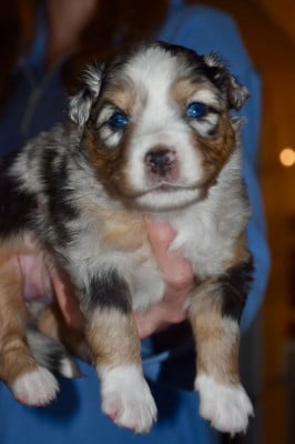 ASKA - Berger Américain Miniature 