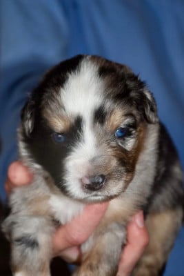 Berger Américain Miniature 