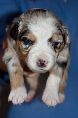 ACE - Berger Américain Miniature 