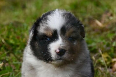 Les chiots de Berger Américain Miniature 