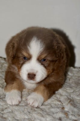 Les chiots de Berger Américain Miniature 