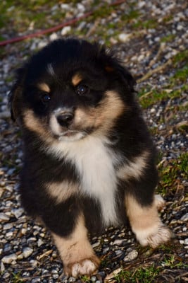 Les chiots de Berger Américain Miniature