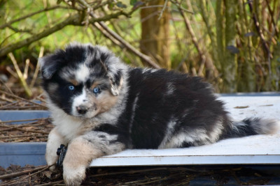 Les chiots de Berger Américain Miniature