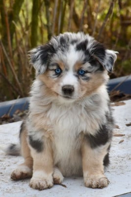 Les chiots de Berger Américain Miniature 