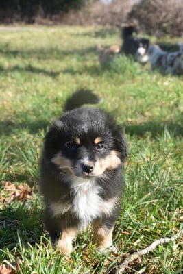Les chiots de Berger Américain Miniature 