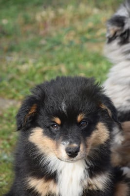 Les chiots de Berger Américain Miniature 
