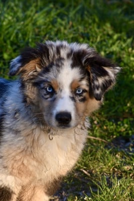 Les chiots de Berger Américain Miniature 