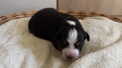 Les chiots de Berger Américain Miniature 
