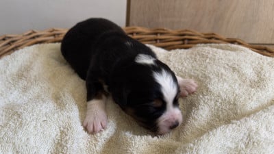 Les chiots de Berger Américain Miniature 