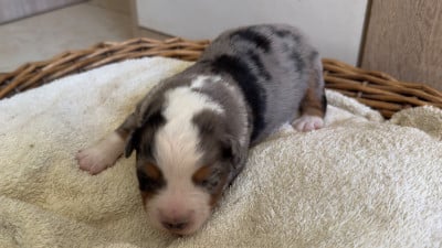 Les chiots de Berger Américain Miniature 