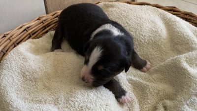 Les chiots de Berger Américain Miniature 