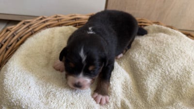 Les chiots de Berger Américain Miniature 