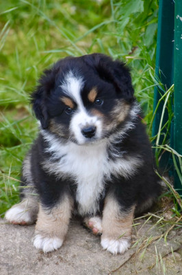 Les chiots de Berger Américain Miniature