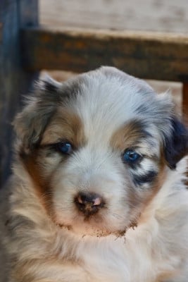 Les chiots de Berger Australien