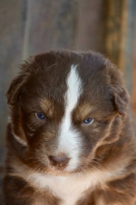 Les chiots de Berger Australien