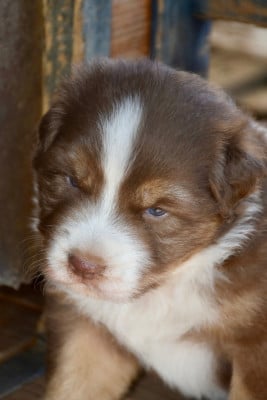 Les chiots de Berger Australien