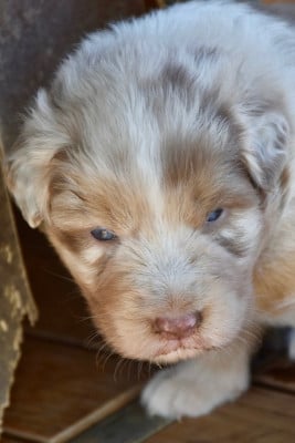 Les chiots de Berger Australien