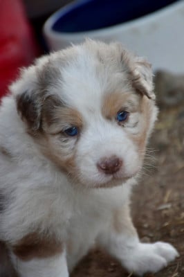 Les chiots de Berger Australien
