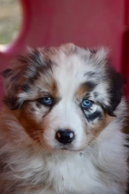 Les chiots de Berger Australien