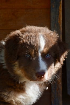Les chiots de Berger Australien