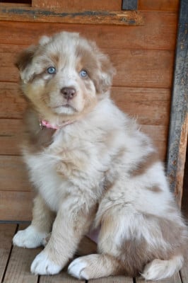 Les chiots de Berger Australien