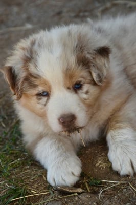 Les chiots de Berger Australien