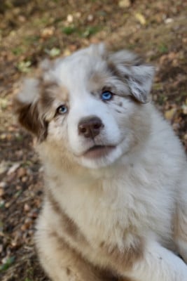 Les chiots de Berger Australien