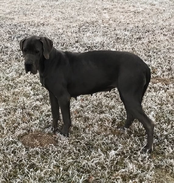 Publication : du Torrent Royal Auteur : Du Torrent Royal