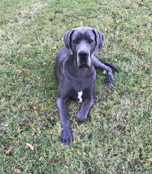 Publication : du Torrent Royal Auteur : Du Torrent Royal