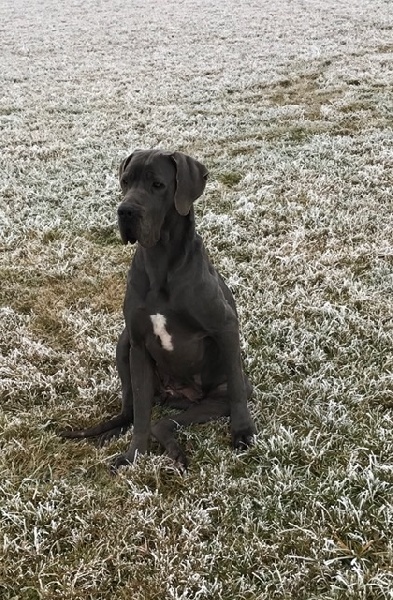 Publication : du Torrent Royal Auteur : Du Torrent Royal