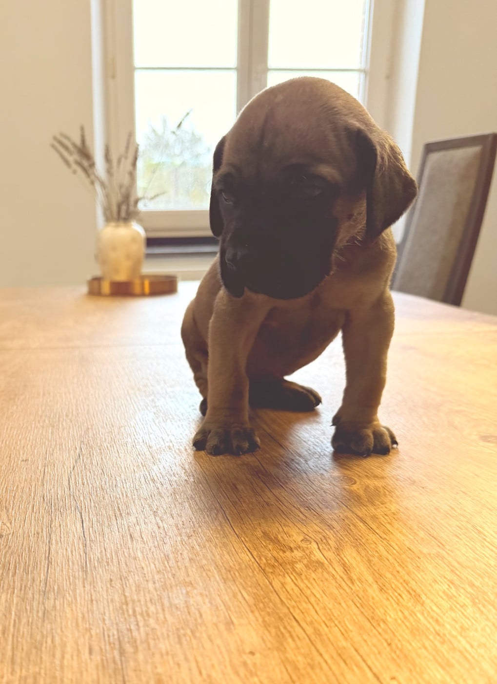 Aya du Torrent Royal