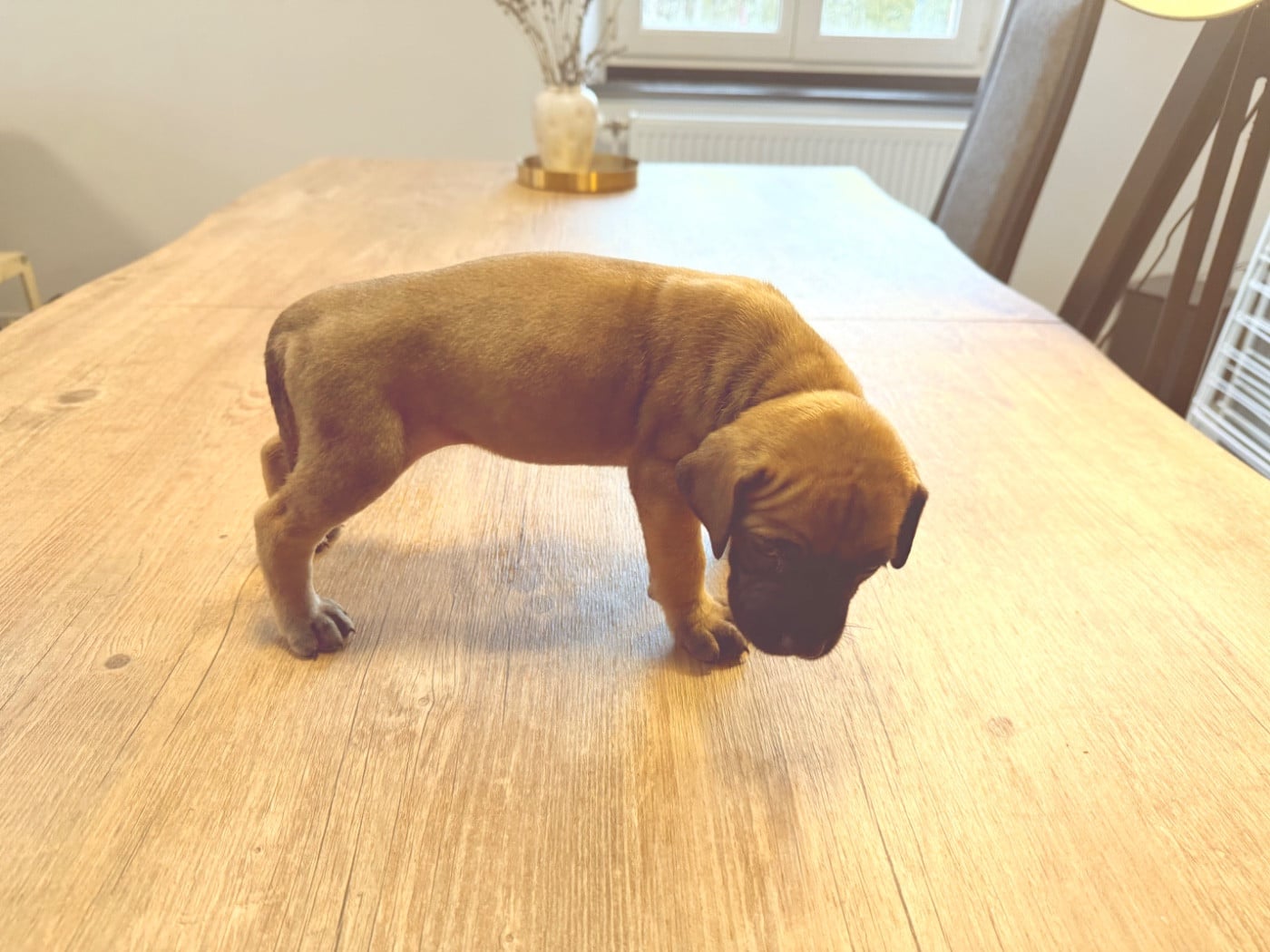 Aya du Torrent Royal