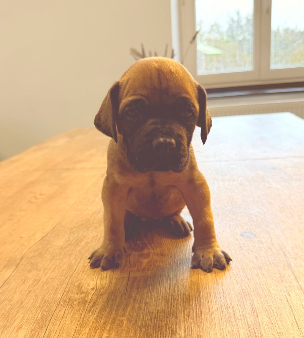 Aya du Torrent Royal