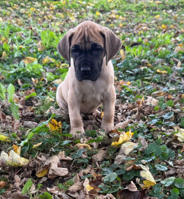 Les chiots de Dogue allemand
