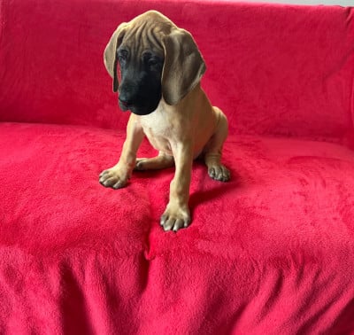 Les chiots de Dogue allemand