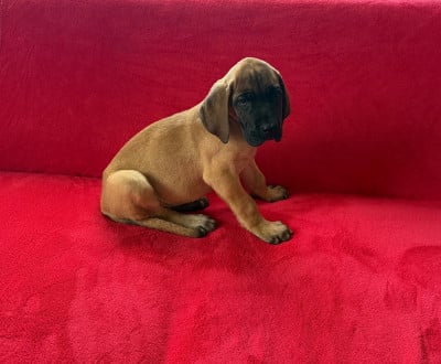 Les chiots de Dogue allemand