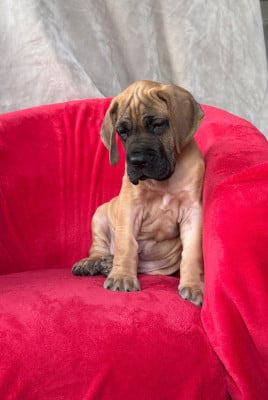 Les chiots de Dogue allemand