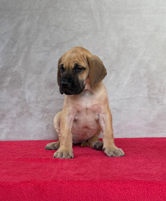 Les chiots de Dogue allemand