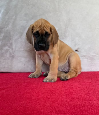 Les chiots de Dogue allemand