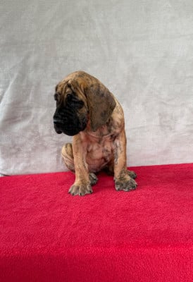 Les chiots de Dogue allemand