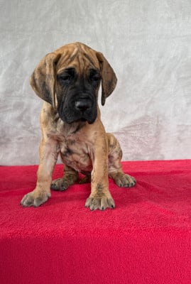 Les chiots de Dogue allemand