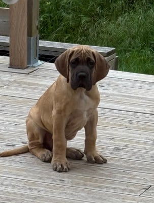 Les chiots de Dogue allemand