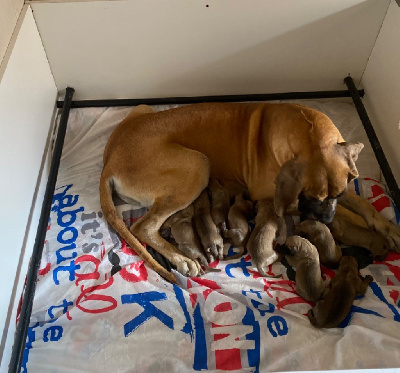 Les chiots de Dogue allemand