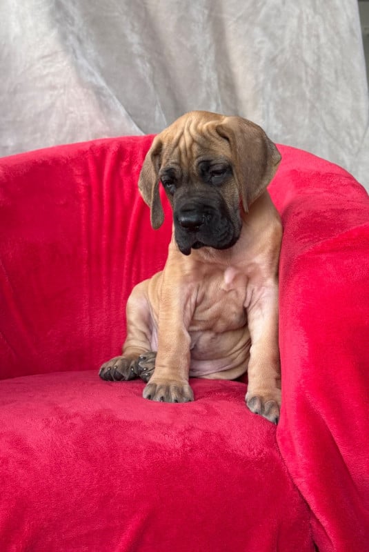 Dogue allemand - du Torrent Royal