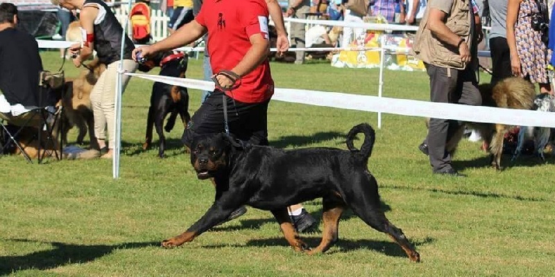 Publication : Des Flammes De La Nuit