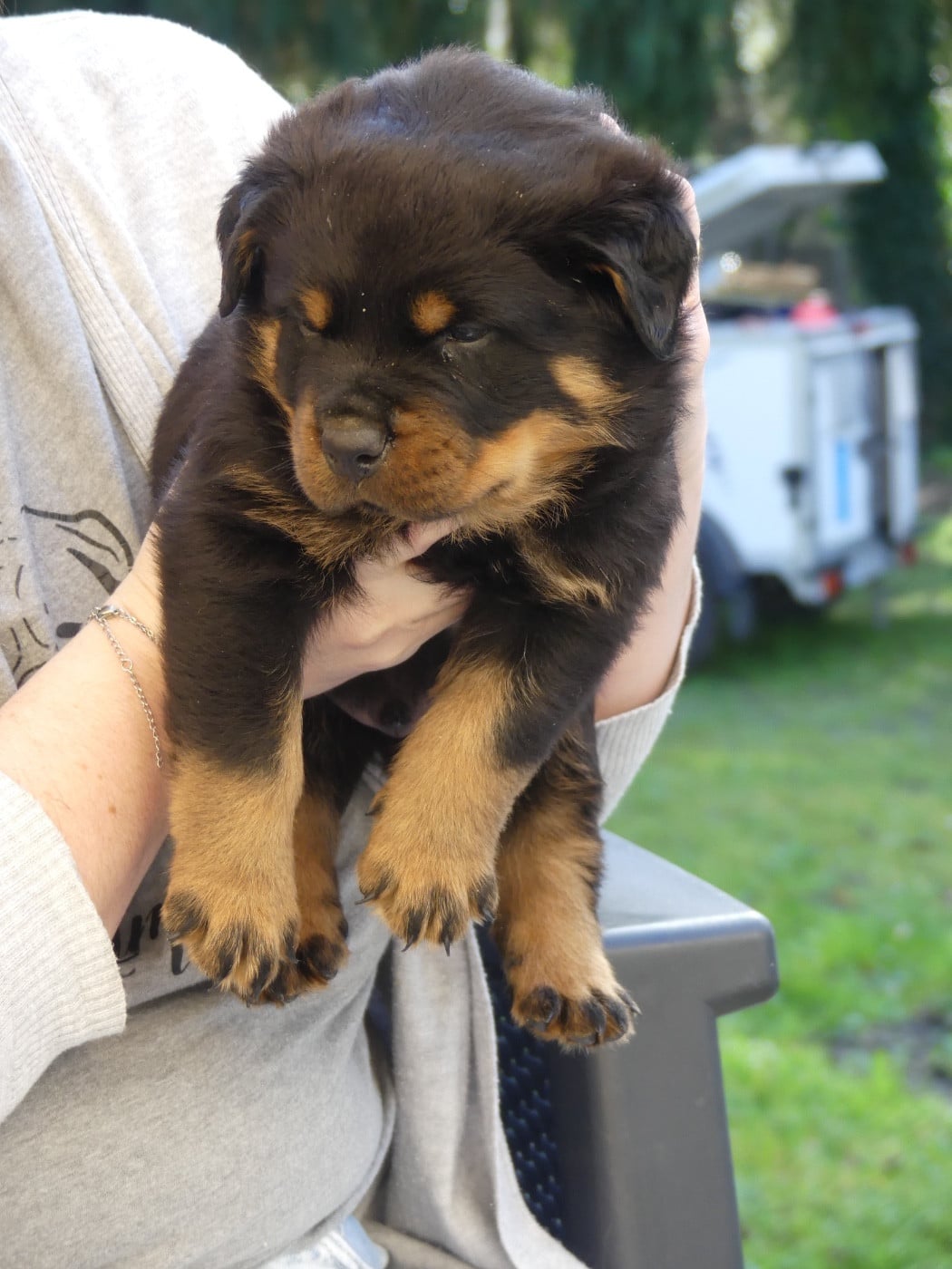 Sans collier - Rottweiler